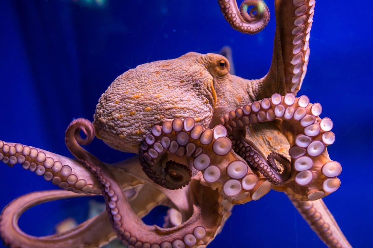 Los pulpos tienen algunas capacidades cognitivas que impresionan a los científicos