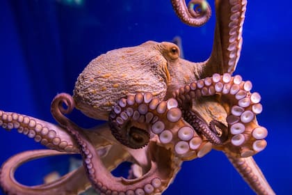 Los pulpos tienen algunas capacidades cognitivas que impresionan a los científicos