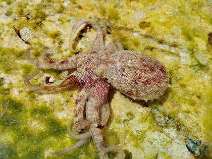Los pulpos tienen uno de los cerebros más complejos entre los invertebrados