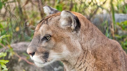 Los pumas rara vez son peligrosos para las personas