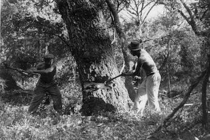 Los quebrachos de los bosques santafesinos y chaqueños se hacheaban a mano.