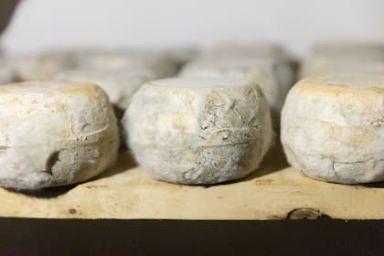 Los quesos se maduran de forma natural