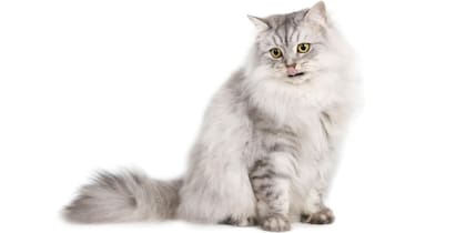 Los Ragamuffin son felinos gigantes