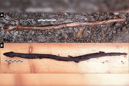 Los rasgos de la serpiente, de 53 centímetros de largo, fueron tallados en un palo. El artista incorporó las sinuosas curvas de la rama para conseguir el serpenteo del animal