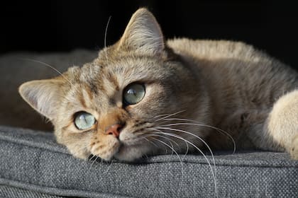 Los rasgos de personalidad en los gatos se pueden agrupar en siete categorías fundamentales