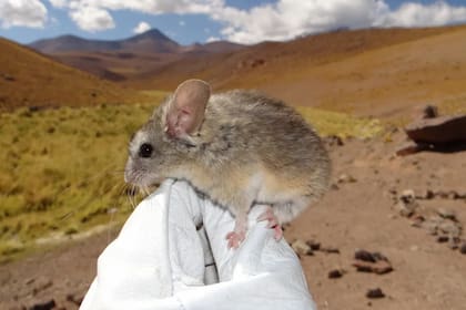 Los ratones andinos se adaptaron al ambiente y pueden sobrevivir al frío, la falta de oxígeno y de alimento