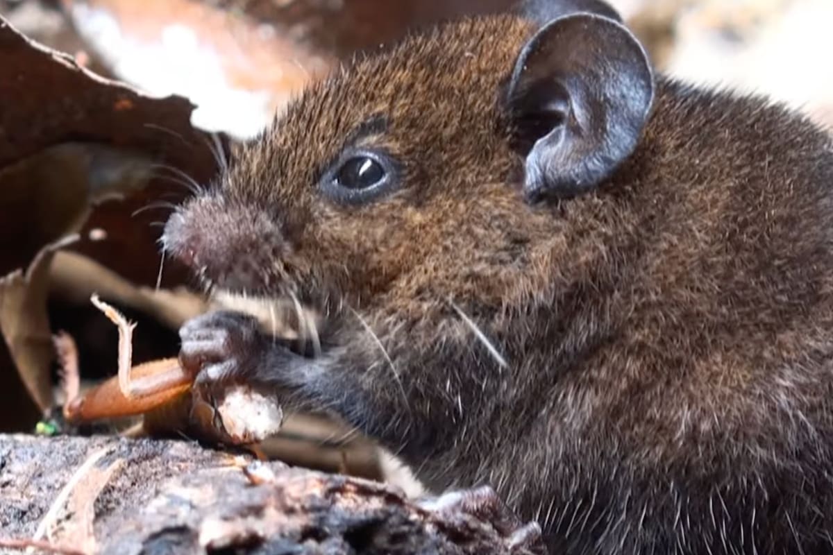 Los ratones cantores producen secuencias de sonidos sónicos y ultrasónicos en forma de “serenatas”