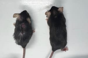 Los ratones que recibieron el anticuerpo X203 se veían más delgados y activos, con mejor color del pelaje, mejor visión, audición y capacidad para caminar
