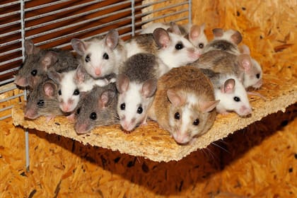 Los ratones son una especie muy estudiada dentro de la ciencia