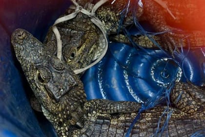 Los reclusos tenían una pileta con cocodrilos.