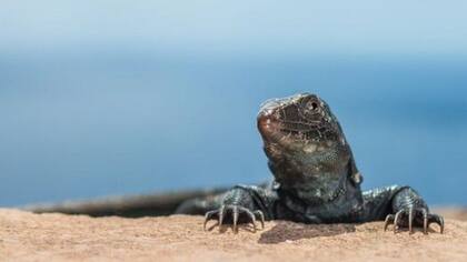 Los reptiles autóctonos han vuelto a repoblar la isla caribeña