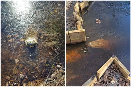 Los reptiles sobreviven a las bajas temperaturas en Estados Unidos