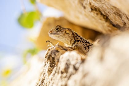 Los reptiles y anfibios tienen la población más diversa del mundo en Florida (Imagen ilustrativa)