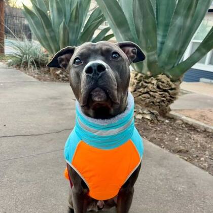 Los requisitos de adopción consisten en documentación y el pago de una cuota (Facebook/Austin Animal Services)