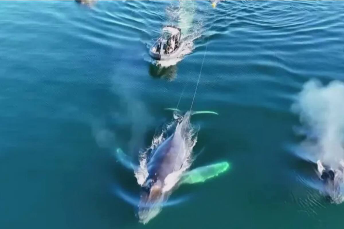 Los rescatistas localizaron a la ballena frente a la costa del oeste de Canadá, cerca de la isla Texada
