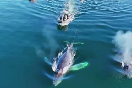 Los rescatistas localizaron a la ballena frente a la costa del oeste de Canadá, cerca de la isla Texada