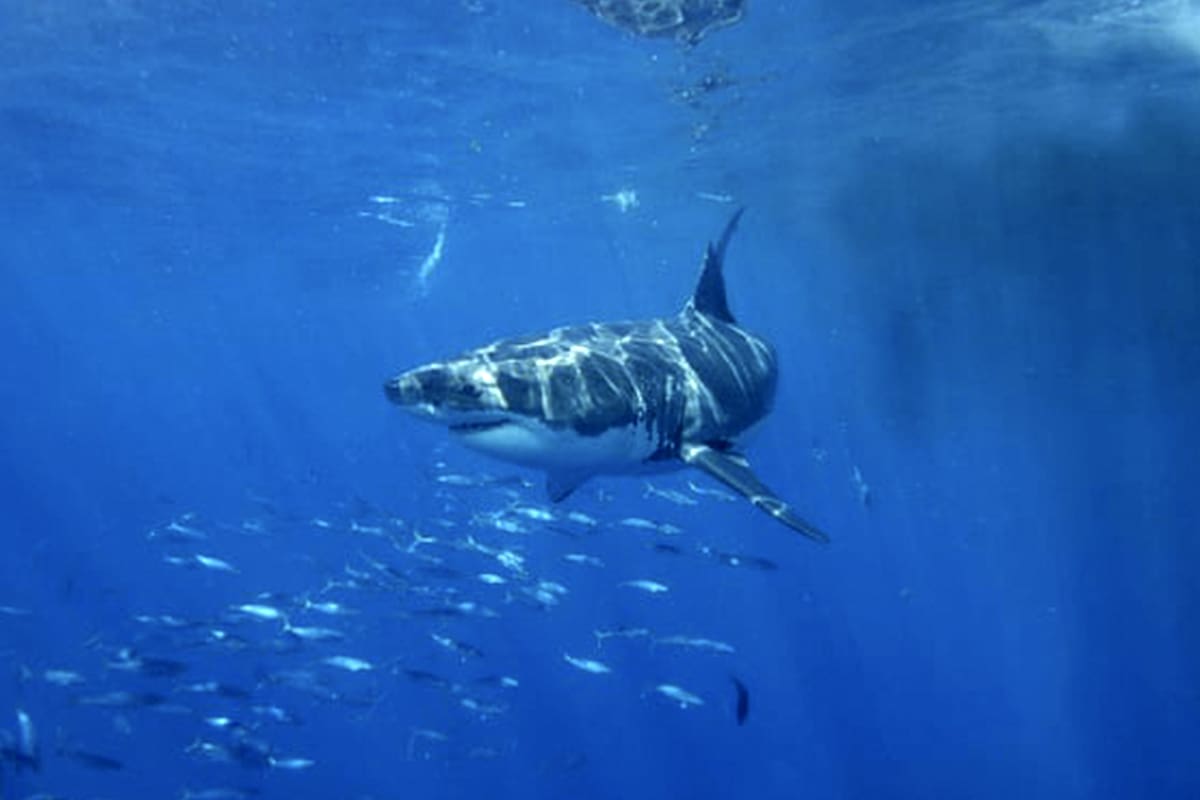 Los rescatistas lograron salvar a una mujer que también estaba en el agua en la playa Esperance