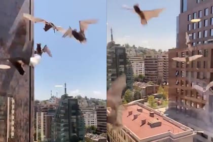 Los residentes de un edificio fueron testigos de una invasión de murciélagos a plena luz del día en Santiago de Chile