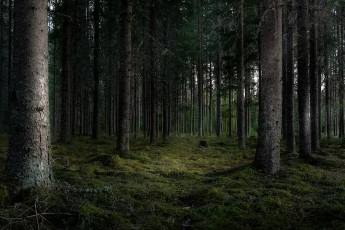 Los residentes del barrio Mar Vista, en Los Ángeles, California, están preocupados por la presencia de un animal salvaje