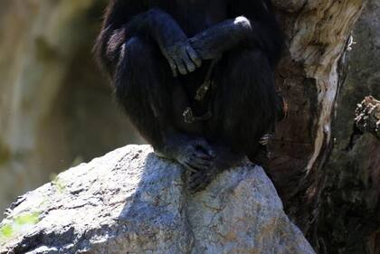 Los responsables del zoológico han optado por privilegiar un proceso de desprendimiento natural
