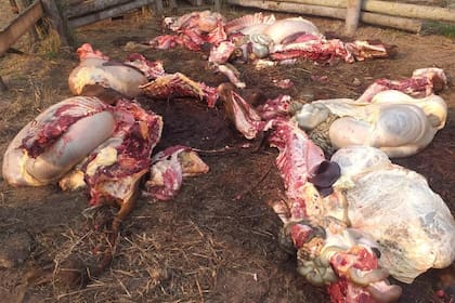 Los restos de las ocho vaquillonas que carnearon, siete de las cuales estaban preñadas.