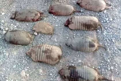 Los restos de los animales fue secuestrado y las personas multadas. Fuente: El Tribuno