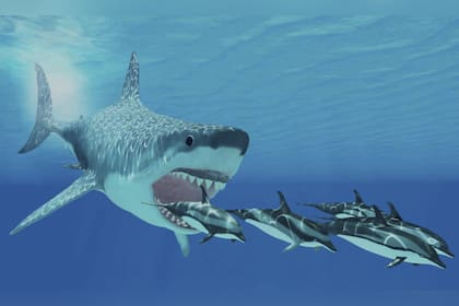Los restos de tiburones hallados eran del mismo linaje del megalodón, que figura en esta ilustración