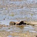 El bajo nivel del río Danubio revela secretos: desde un mamut hasta un buque de la Segunda Guerra Mundial