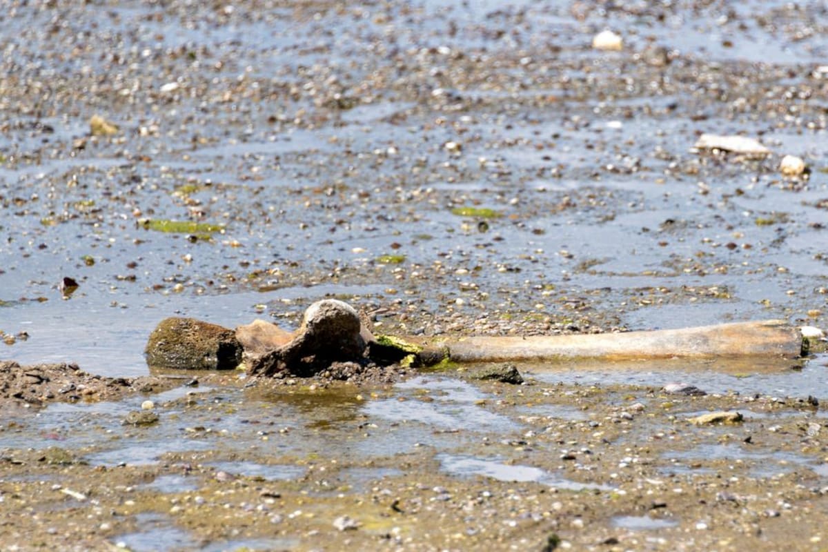 El bajo nivel del río Danubio revela secretos: desde un mamut hasta un buque de la Segunda Guerra Mundial