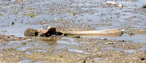 El bajo nivel del río Danubio revela secretos: desde un mamut hasta un buque de la Segunda Guerra Mundial