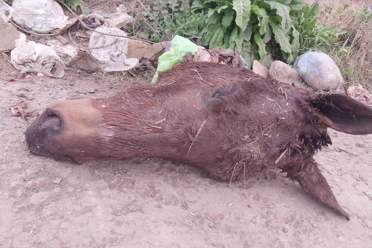 Los restos de uno de los caballos faenados