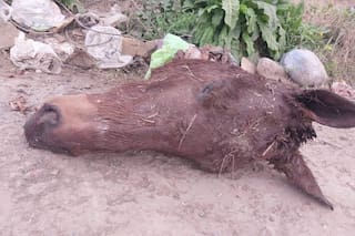 Denuncian que crece el robo de caballos para faena ilegal en el conurbano: dónde va la carne