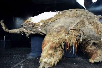 Los restos de Yuka muestran claramente el color rojizo de su cobertura lanuda.