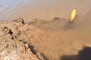 Los restos del gliptodonte encontrado.