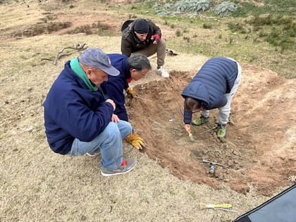 Los restos del guanaco dentro de la madriguera