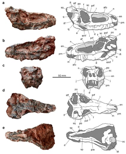 Los restos encontrados incluyen un cráneo completo, 11 vértebras, la pelvis y algunos huesos de las extremidades