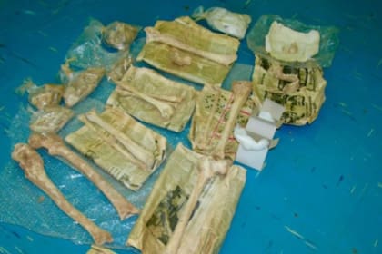 Los restos fósiles que encontraron los investigadores en la necrópolis de Aegae
