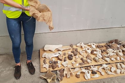 Los restos fósiles que salieron de la Argentina y llegaron a Murcia, en España
