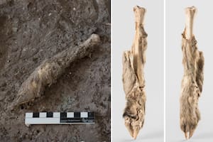 Los restos momificados de la oveja están en perfecto estado conservados