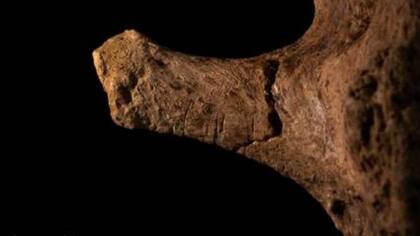 Los restos presentaron marcas de herramientas de piedra.
