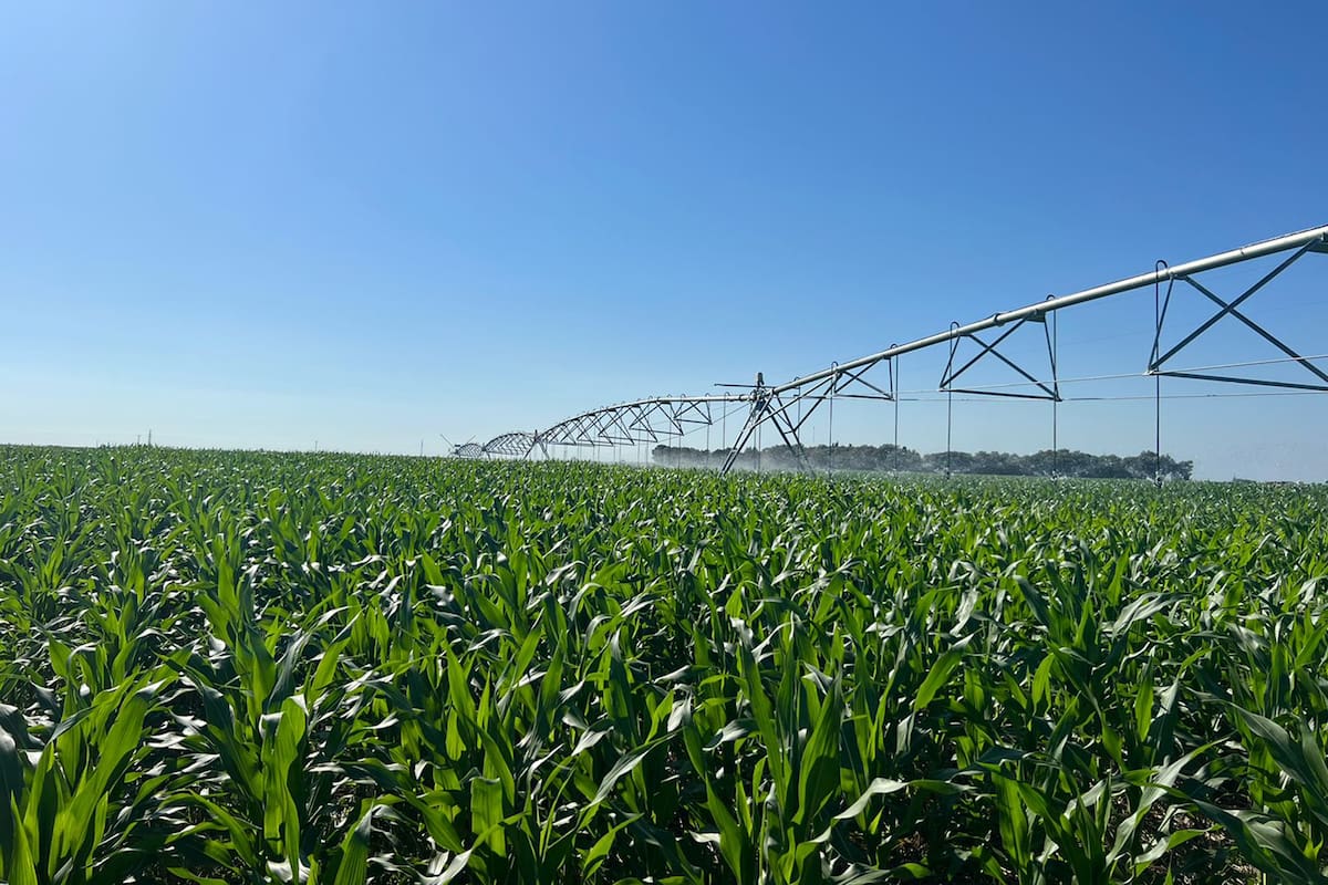 Los resultados de la producción bajo riego han sido sorprendentes