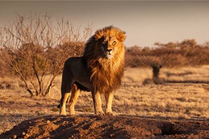 Los reyes del mundo animal se parecen mucho al espíritu leonino; cómo sacar la energía en los últimos días del Sol en este signo