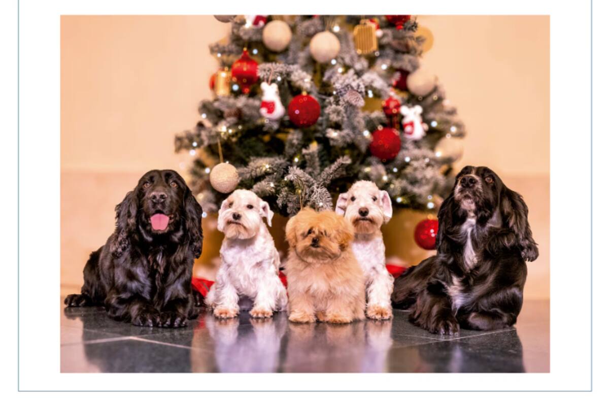 Los reyes eméritos Juan Carlos I y doña Sofía rompieron el molde este año: eligieron un saludo protagonizado por los cinco perros de la Reina, retratados frente al árbol de Navidad en la Zarzuela. En la imagen aparecen dos cocker spaniel negros, dos schnauzer miniatura blancos y un pequeño peekapoo