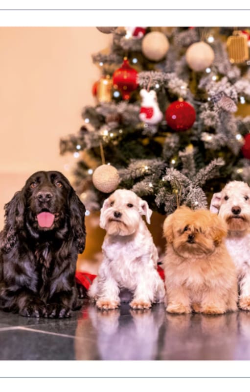 Los reyes eméritos Juan Carlos I y doña Sofía rompieron el molde este año: eligieron un saludo protagonizado por los cinco perros de la Reina, retratados frente al árbol de Navidad en la Zarzuela. En la imagen aparecen dos cocker spaniel negros, dos schnauzer miniatura blancos y un pequeño peekapoo