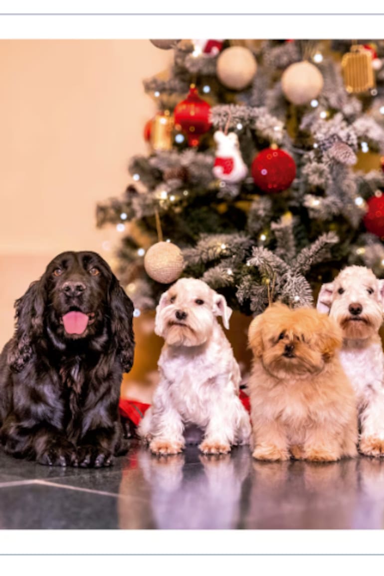Los reyes eméritos Juan Carlos I y doña Sofía rompieron el molde este año: eligieron un saludo protagonizado por los cinco perros de la Reina, retratados frente al árbol de Navidad en la Zarzuela. En la imagen aparecen dos cocker spaniel negros, dos schnauzer miniatura blancos y un pequeño peekapoo