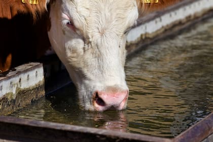 Los riesgos que producen las algas en los bebederos