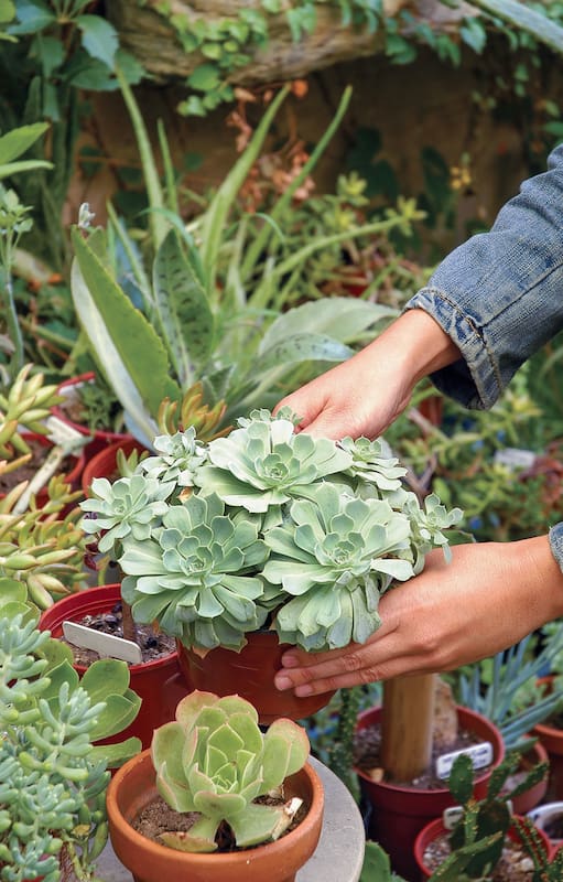 Los rincones cobran vidas con estas plantas esculturales y poco exigentes en cuanto a cuidados.