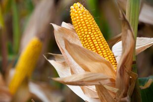 En soledad, los precios del maíz lograron quebrar la tendencia bajista general
