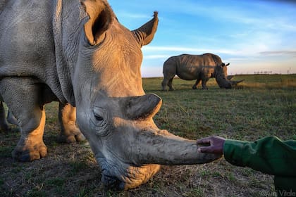 Los rinocerontes están en peligro de extinción