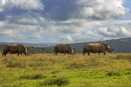 Los rinocerontes son un orgullo de Shamwari